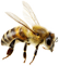 bee-floating-1